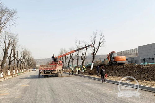 陜西省射擊射箭運(yùn)動(dòng)管理中心周邊配套市政項(xiàng)目綠化工程加緊推進(jìn)